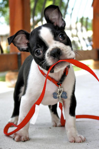 dog w red leash